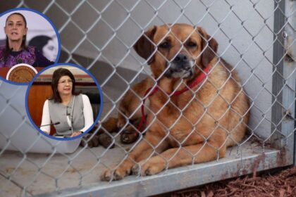 Sheinbaum pide revisar leyes tras sacrificio de perros en Tecámac
