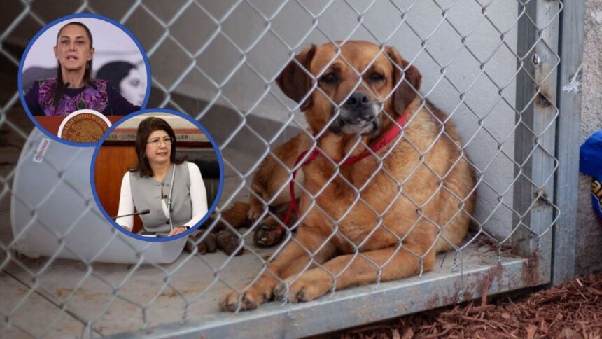 Sheinbaum pide revisar leyes tras sacrificio de perros en Tecámac