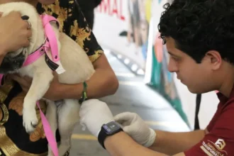 Escobedo refuerza vacunación antirrábica gratuita para mascotas