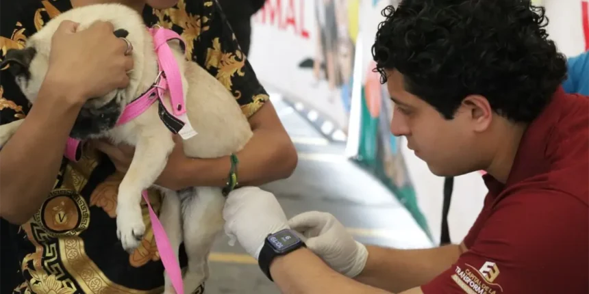 Escobedo refuerza vacunación antirrábica gratuita para mascotas